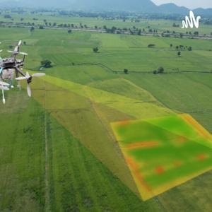 Raizes tubérculo e bulbo