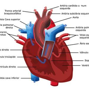 Sistema Cardiovascular