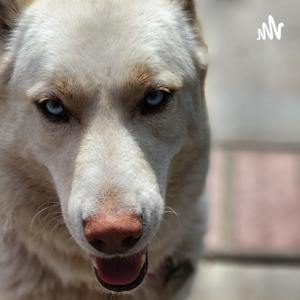 JCHT Random Talks 😎