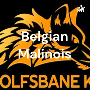 Belgian Malinois by wolfsbanek9