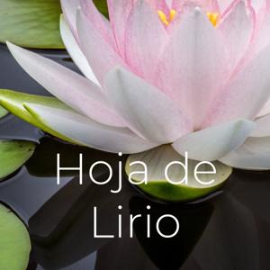 Hoja de Lirio