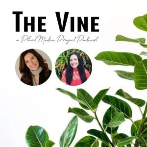 The Vine