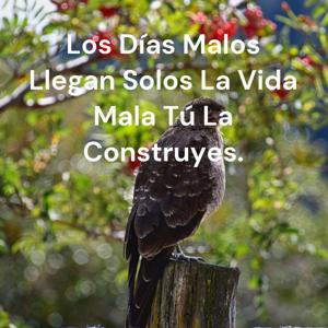 Los Días Malos Llegan Solos La Vida Mala Tú La Construyes.