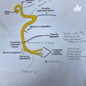 Anatomy Facial Nerve FRCA