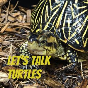 Let's Talk Turtles by Ryan and Tom