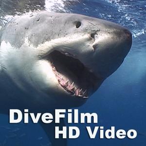 DiveFilm HD Video by DiveFilm