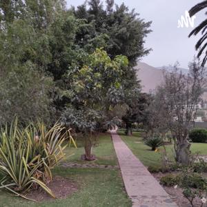 Remedios para el Alma