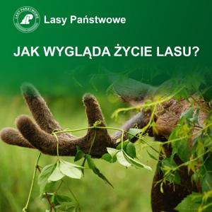 Jak wygląda życie lasu