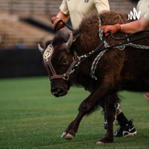 CU Football Dossier