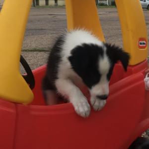 Puppy read aloud