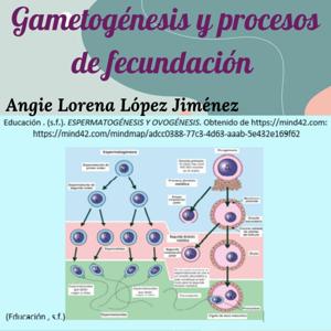 Gametogénesis y Procesos de Fecundación