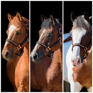 Ponytalk