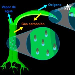 Excreción En Las Plantas