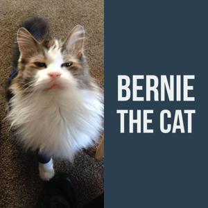 Bernie The Cat