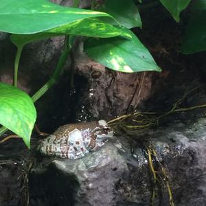 Unleveled psychology memory project