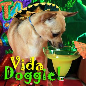 Vida Doggie - Start you and your dog’s day with a little Latin Flavor.    It’s one Spicy show - Pets & Animals on Pet Life Radio (PetLifeRadio.com)