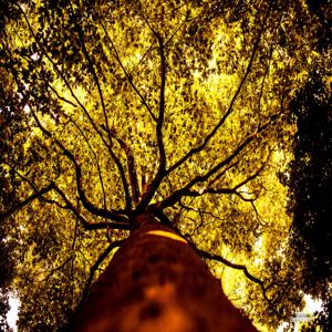 The Tree Podcast