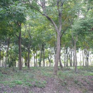 Hear Shanghai - Bivouac Recording