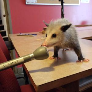 WMMT Public Affairs & Podcasts