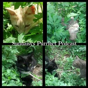 Sundaisy's Purrfect Podcast » podcast