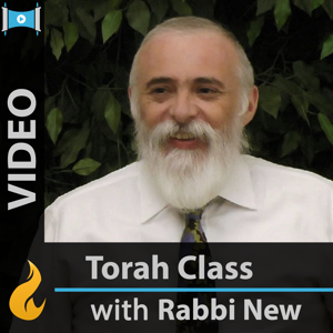 Commentaries on the Torah