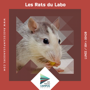 Les Rats du Labo