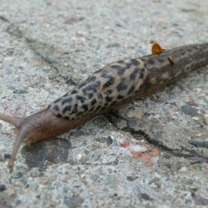 Limax Maximus