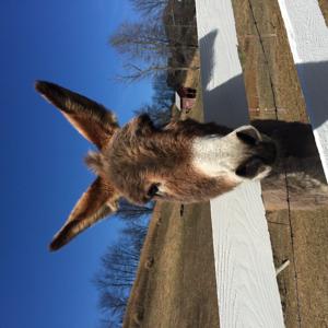 DonkeyTells Podcast providing Information & Inspiration