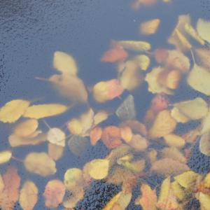 New Shores Podcast - Sounds Edition