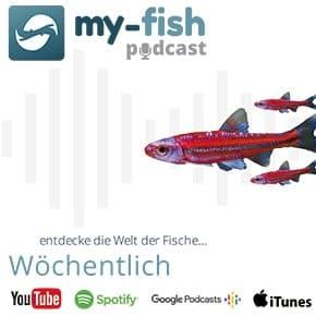 my-fish.org – Aus Freude an der Aquaristik (Aus Freude an der Aquaristik Podcast) by my-fish.org