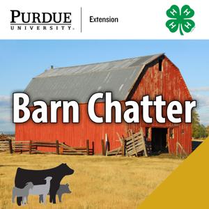 Barn Chatter