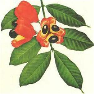 Jamaican Diaspora Radio