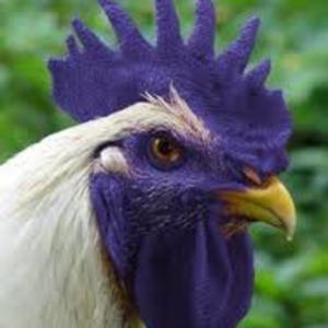 Rooster Henry Jackson's Podcast