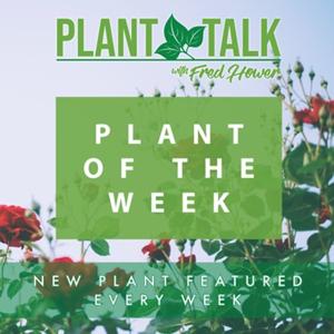 Plant Of The Week