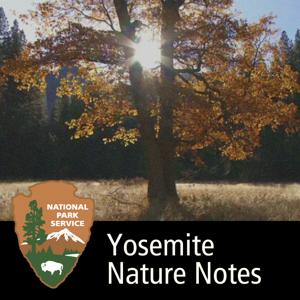 Yosemite Nature Notes