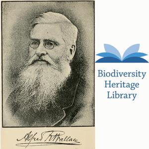 Celebrating Alfred Russel Wallace