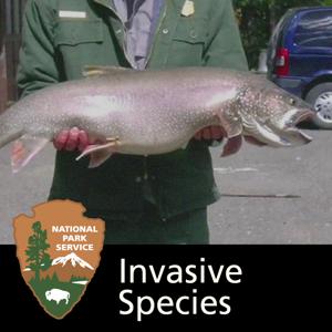 Invasive Species