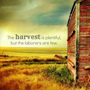 Sunday Morning Harvest Podcast