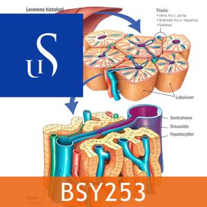 BSY253 - Sykepleiens naturvitenskapelige og medisinske grunnlag 2 Del B by Universitetet i Stavanger