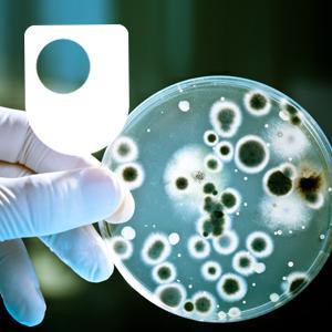 Investigating bacterial communication - for iPod/iPhone