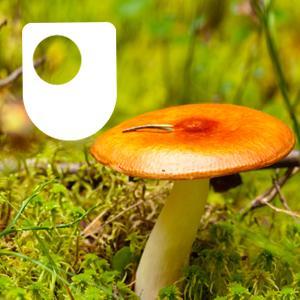 Investigating fungi: the wood-wide web - for iPod/iPhone by The Open University