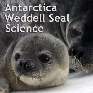 Weddell Seal Science