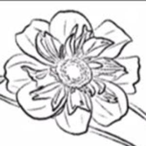 Wild Dahlia Wellness