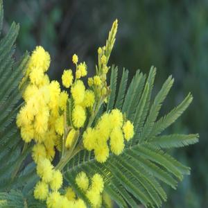 Cinq sur Cinq DELF A2