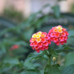 Valeria Palladino's Podcast Page