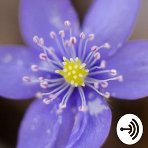 Le pillole di oradireli