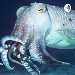 CuttleXFish Podcast.