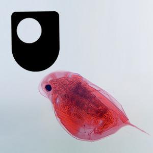 Investigating flagellates, plankton and filter feeders - for iPad/Mac/PC by The Open University