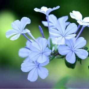 平凡往事散文及诗词精选