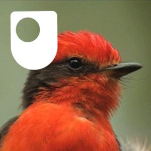 The Galapagos - for iPod/iPhone by The Open University